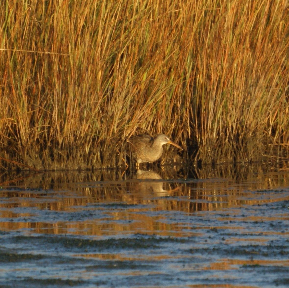 Clapper Rail in Edwin B. Forsythe National Wildlife Refuge, New Jersey by Mike's Birds is licensed under CC BY-SA 2.0